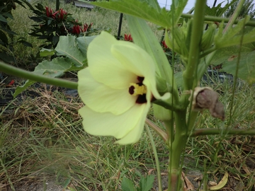庭の花・・・・ 庭の花・・・・
