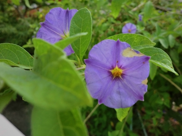 庭の花・・・・ 庭の花・・・・