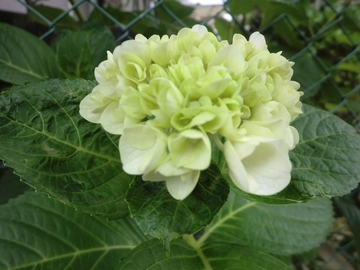 亀鶴公園・・・花菖蒲・・・ 亀鶴公園・・・花菖蒲・・・
