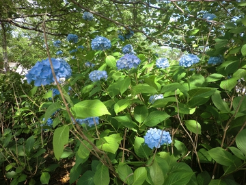 亀鶴公園・・・花菖蒲・・・