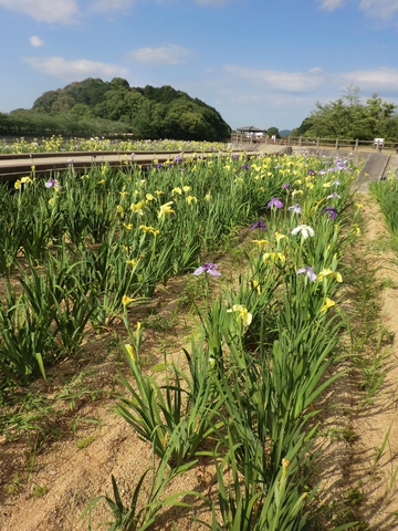 亀鶴公園・・・花菖蒲・・・