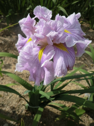 亀鶴公園・・・花菖蒲・・・