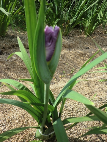 亀鶴公園・・・花菖蒲・・・ 亀鶴公園・・・花菖蒲・・・