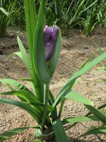 亀鶴公園・・・花菖蒲・・・