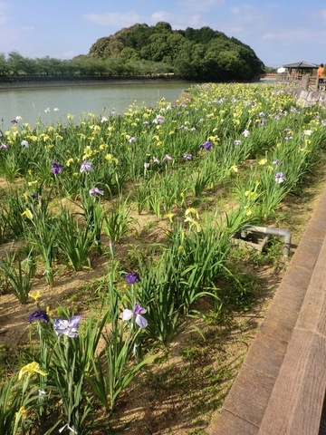 亀鶴公園・・・花菖蒲・・・