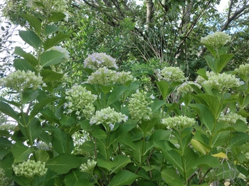 亀鶴公園・・・花菖蒲・・・