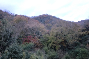 田舎の風景・・・・ 田舎の風景・・・・