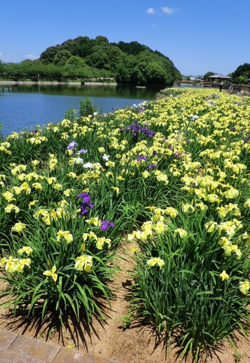 亀鶴公園菖蒲の花・・・・