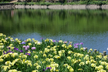 亀鶴公園菖蒲の花・・・・