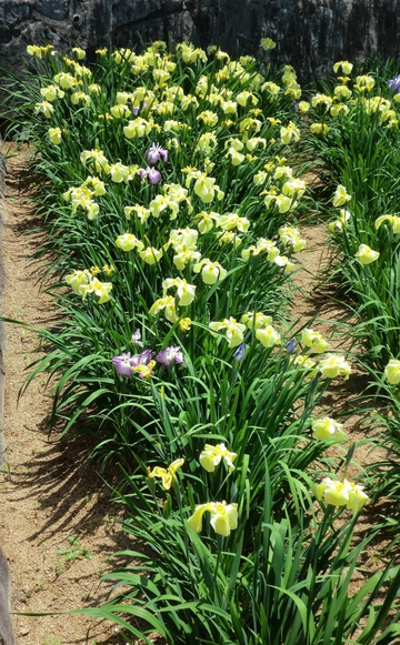 亀鶴公園菖蒲の花・・・・