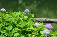 亀鶴公園菖蒲の花・・・・