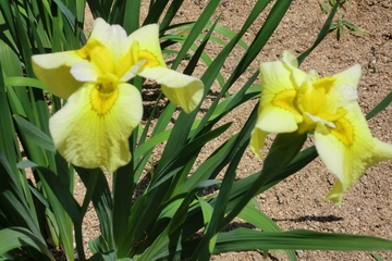 亀鶴公園菖蒲の花・・・・ 亀鶴公園菖蒲の花・・・・