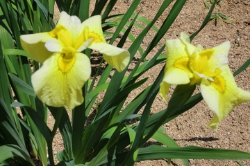 亀鶴公園菖蒲の花・・・・