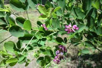 亀鶴公園菖蒲の花・・・・