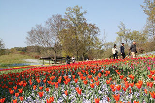 ☆４月一杯までチューリップinまんのう公園☆