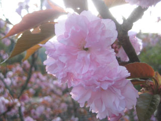 ☆桜咲く　ぼたん桜☆