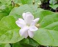 大好きな・・・・・