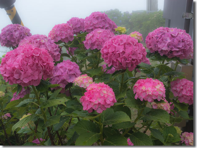 紫雲出山の紫陽花