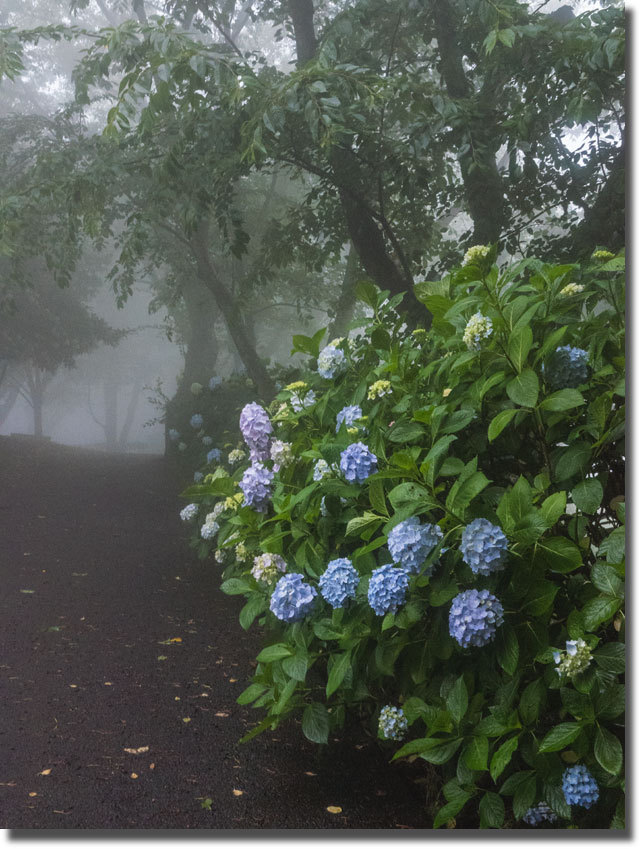 紫雲出山の紫陽花
