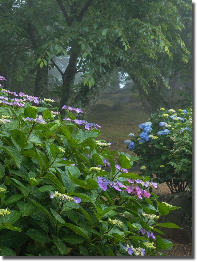 紫雲出山の紫陽花