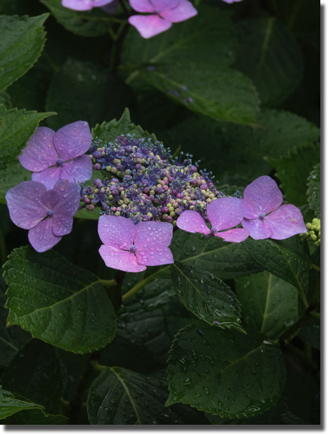 紫雲出山の紫陽花