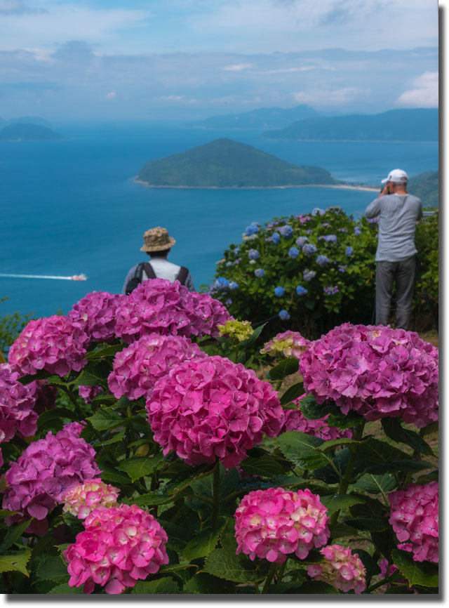 紫雲出山の紫陽花