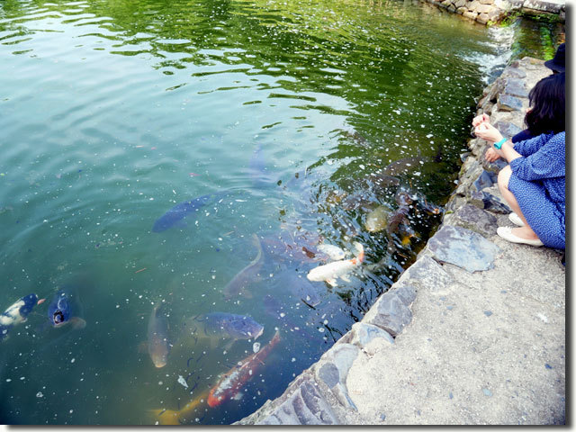 栗林公園のコイが減少