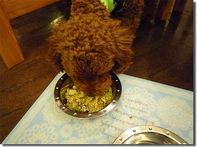 Dog cafe JINA