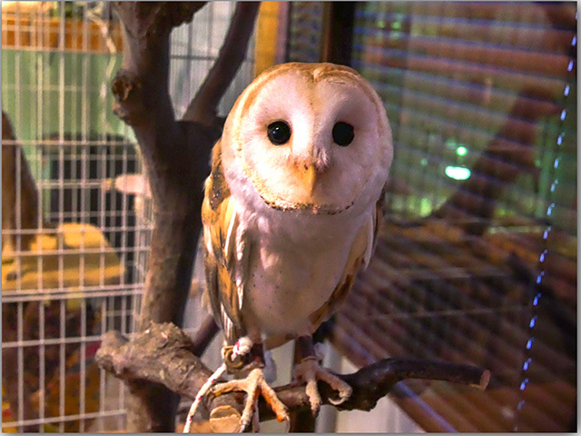 Animal & Cafe ヒラタヤ