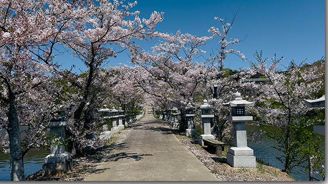 龍満池の桜