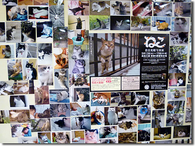 三越高松店 ねこ 岩合光昭写真展