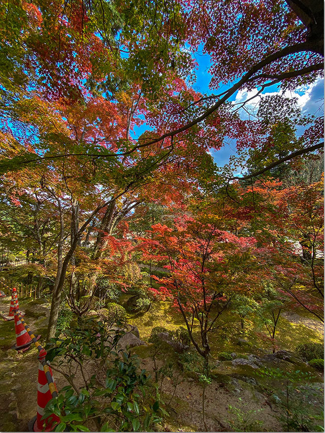 大窪寺紅葉