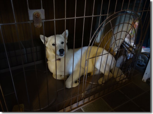 北海道犬の大福ちゃん