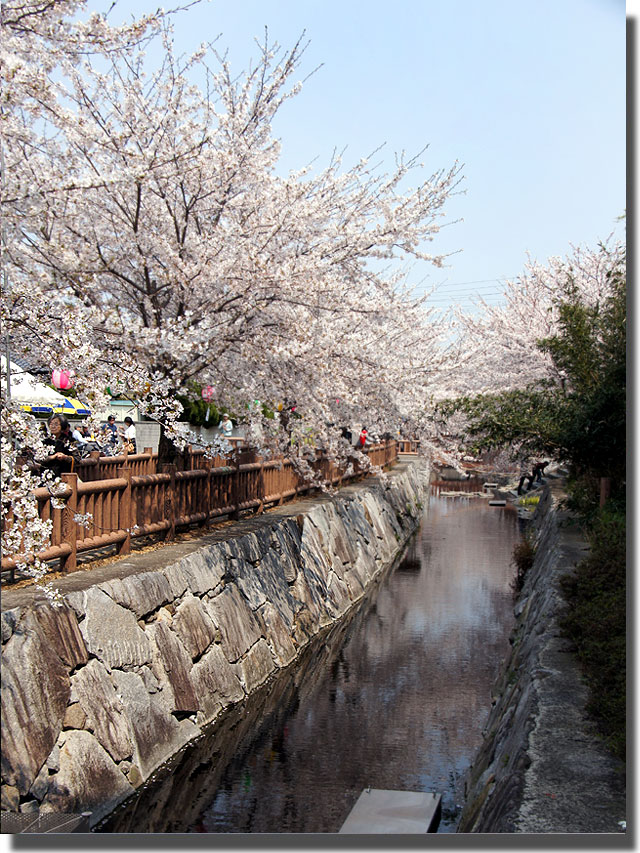 桜スポット 大田下町