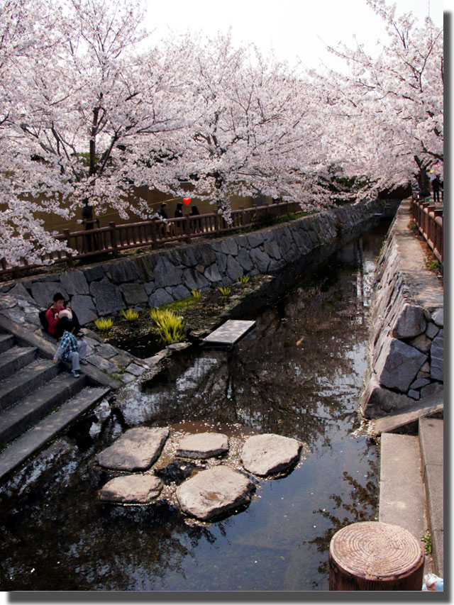 桜スポット 大田下町