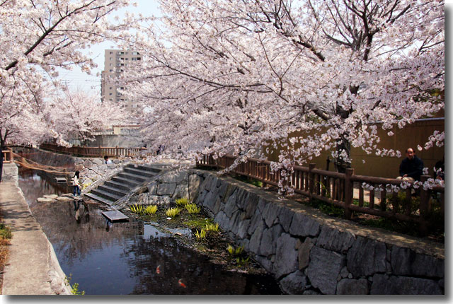 桜スポット 大田下町