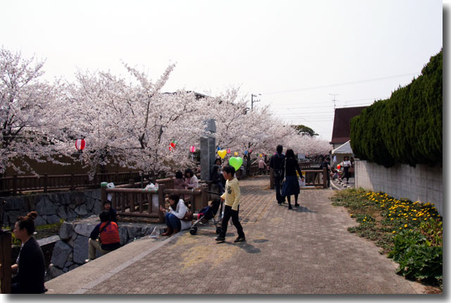 桜スポット 大田下町