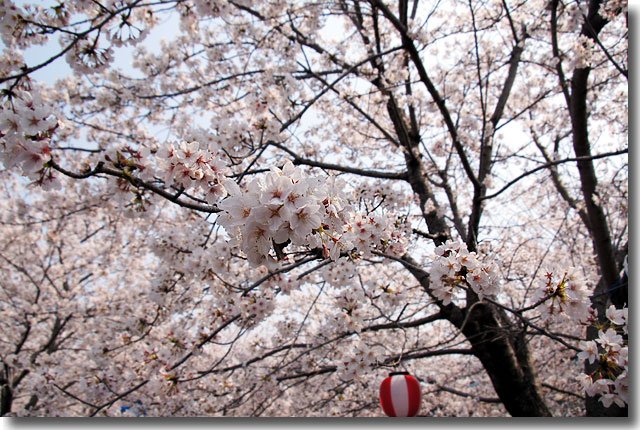 桜スポット 大田下町