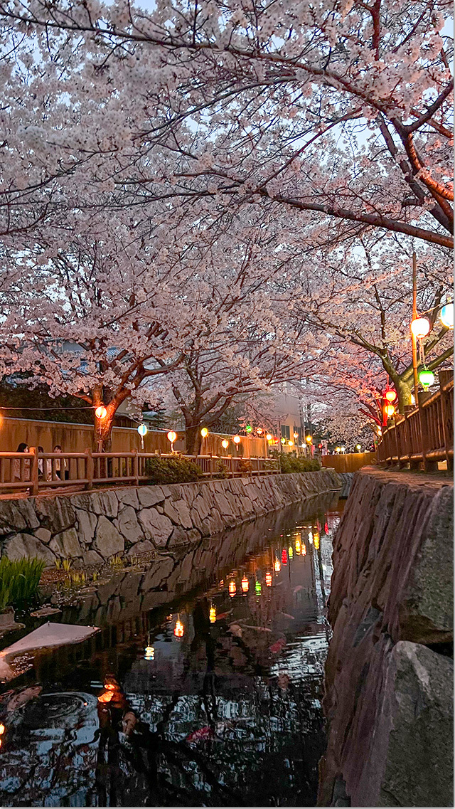 鹿の井出水の桜