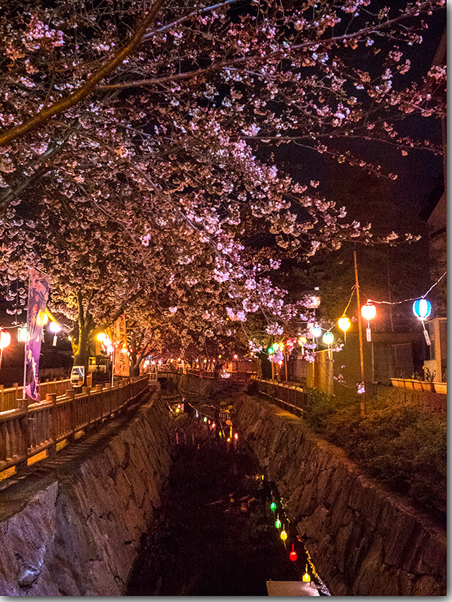 鹿の井出水の桜