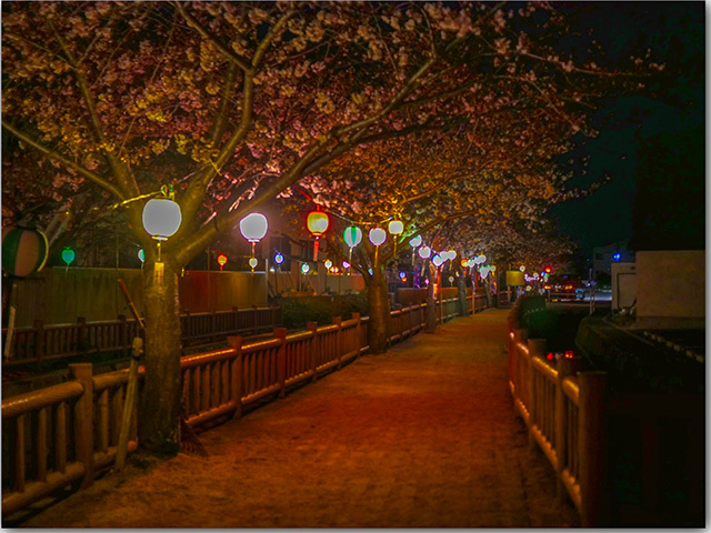 鹿の井出水の桜