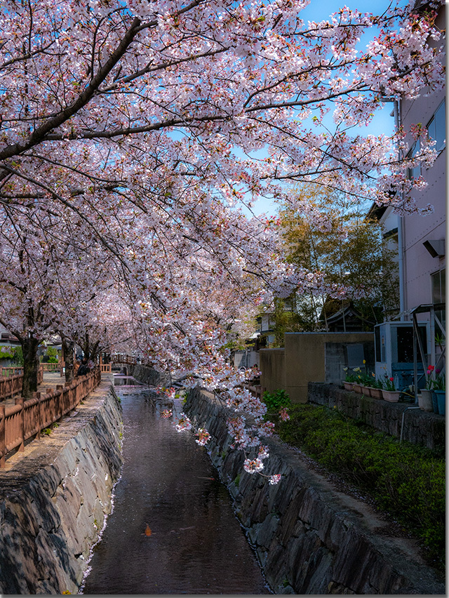 桜吹雪@鹿の井出水