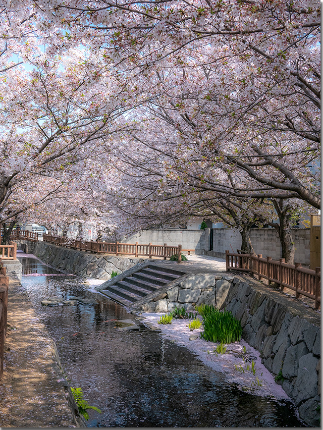 桜吹雪@鹿の井出水