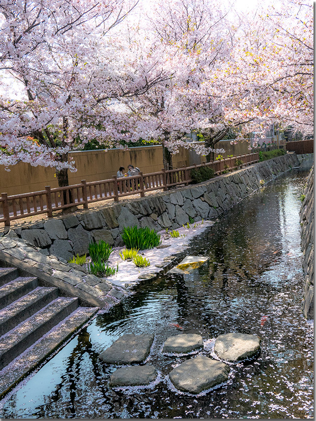 桜吹雪@鹿の井出水