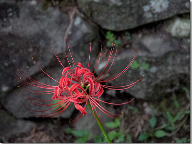 萩原寺