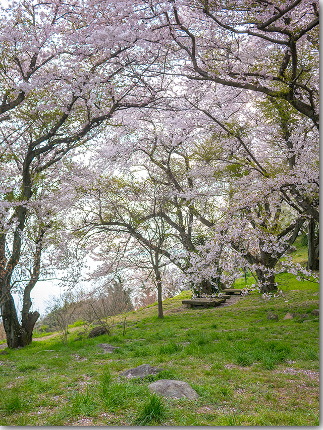 紫雲出山