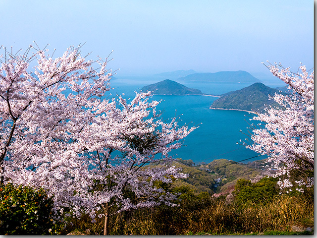 紫雲出山の桜