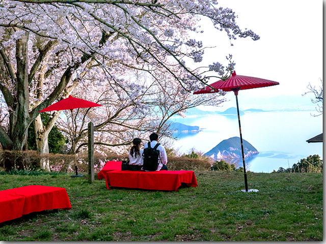 紫雲出山の桜