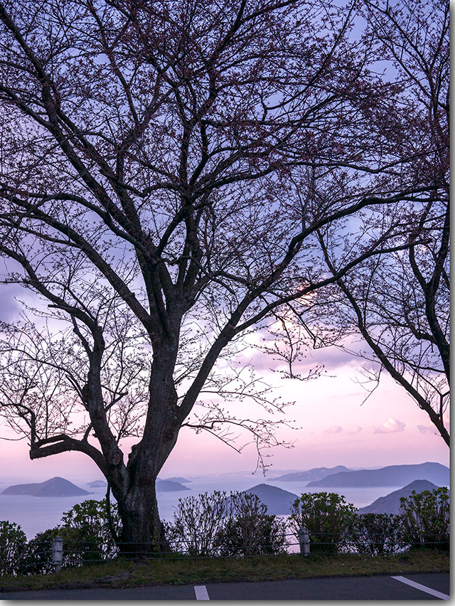 紫雲出山の桜