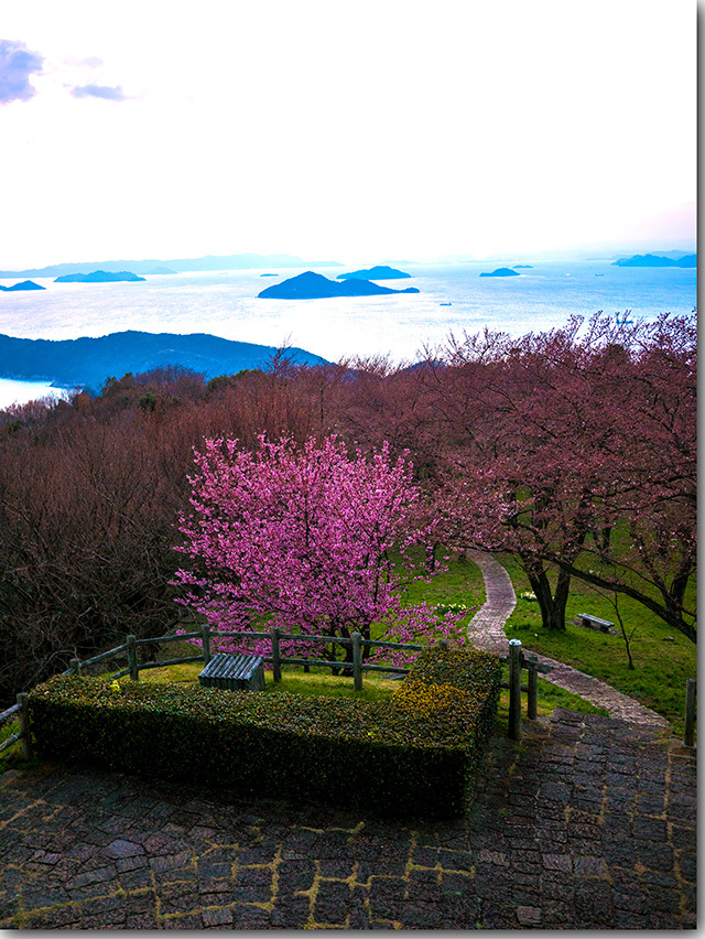 紫雲出山の桜